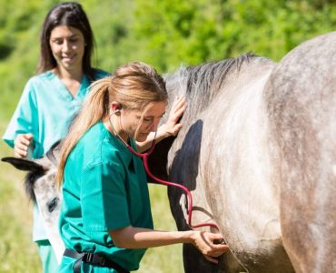 dermite estivale du cheval