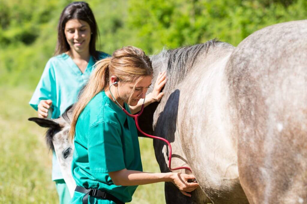 dermite estivale du cheval