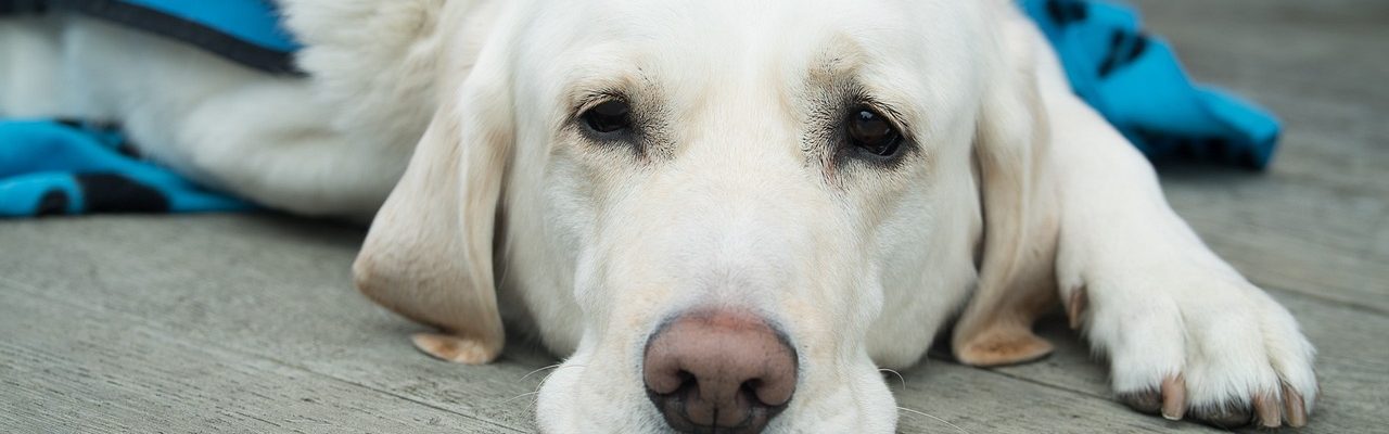 chien malade