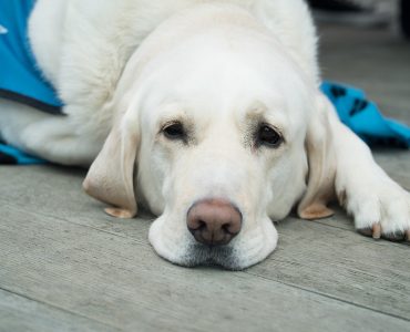chien malade