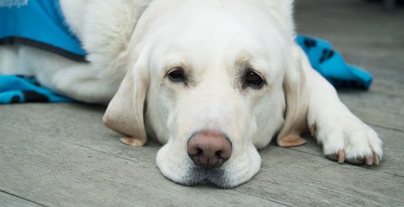 chien malade