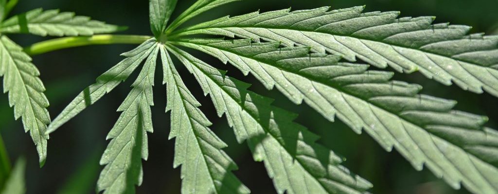 cbd