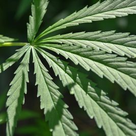 cbd