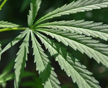 cbd